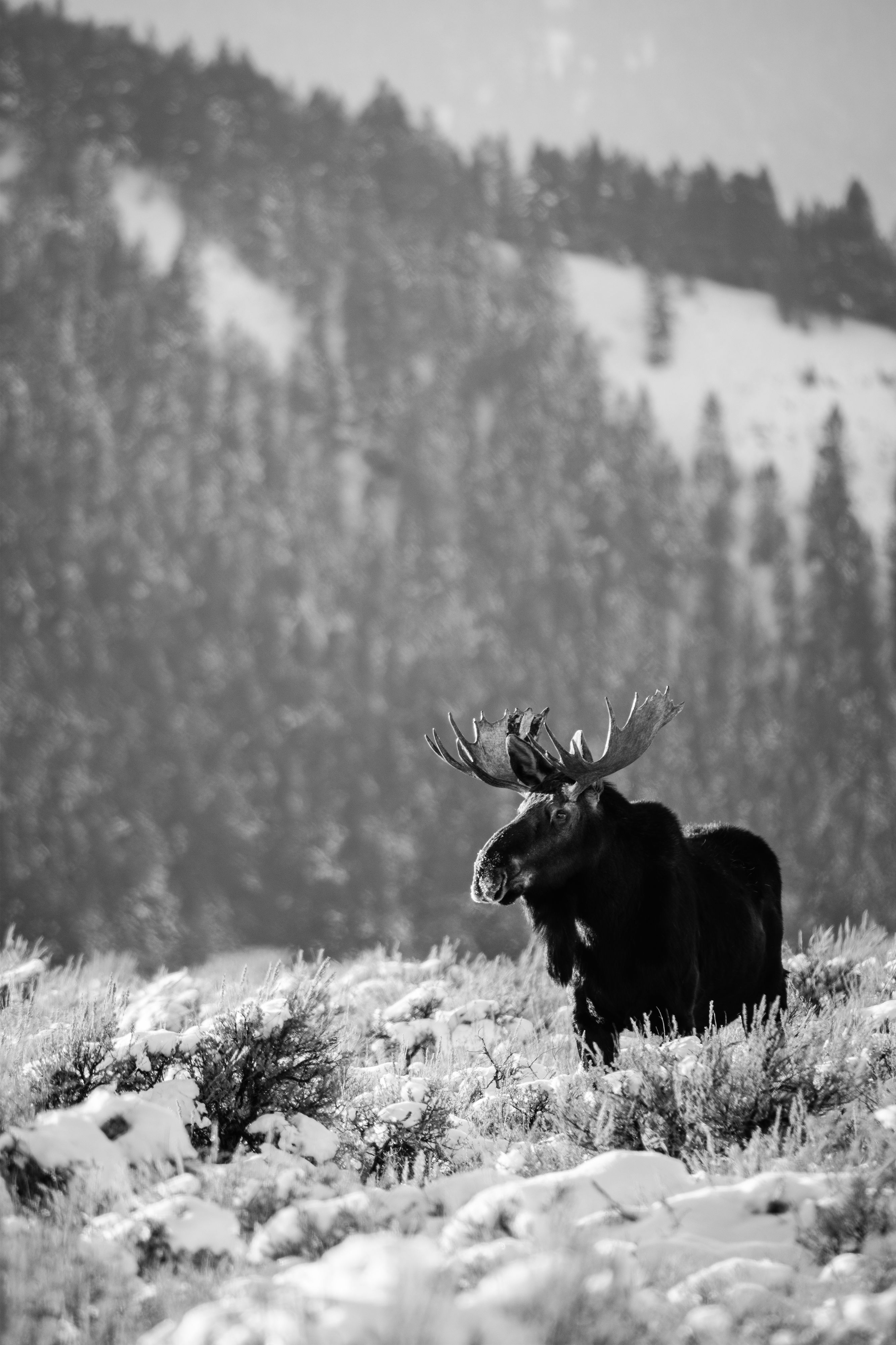 A bull moose standing in snow-covered sagebrush. In the background, Blacktail Butte, a hill covered in pine trees.