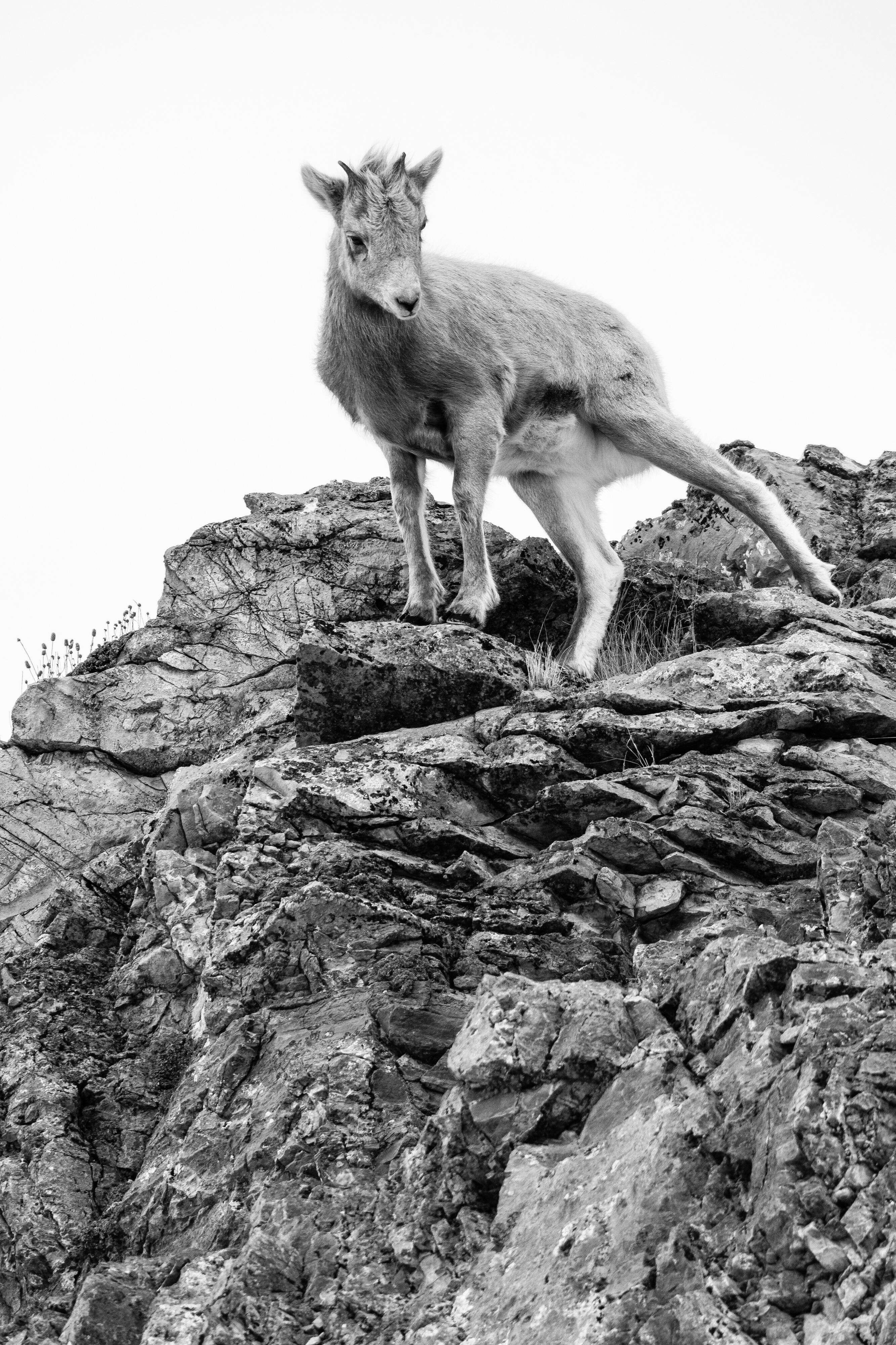 A bighorn lamb standing on the edge of a rocky cliff.