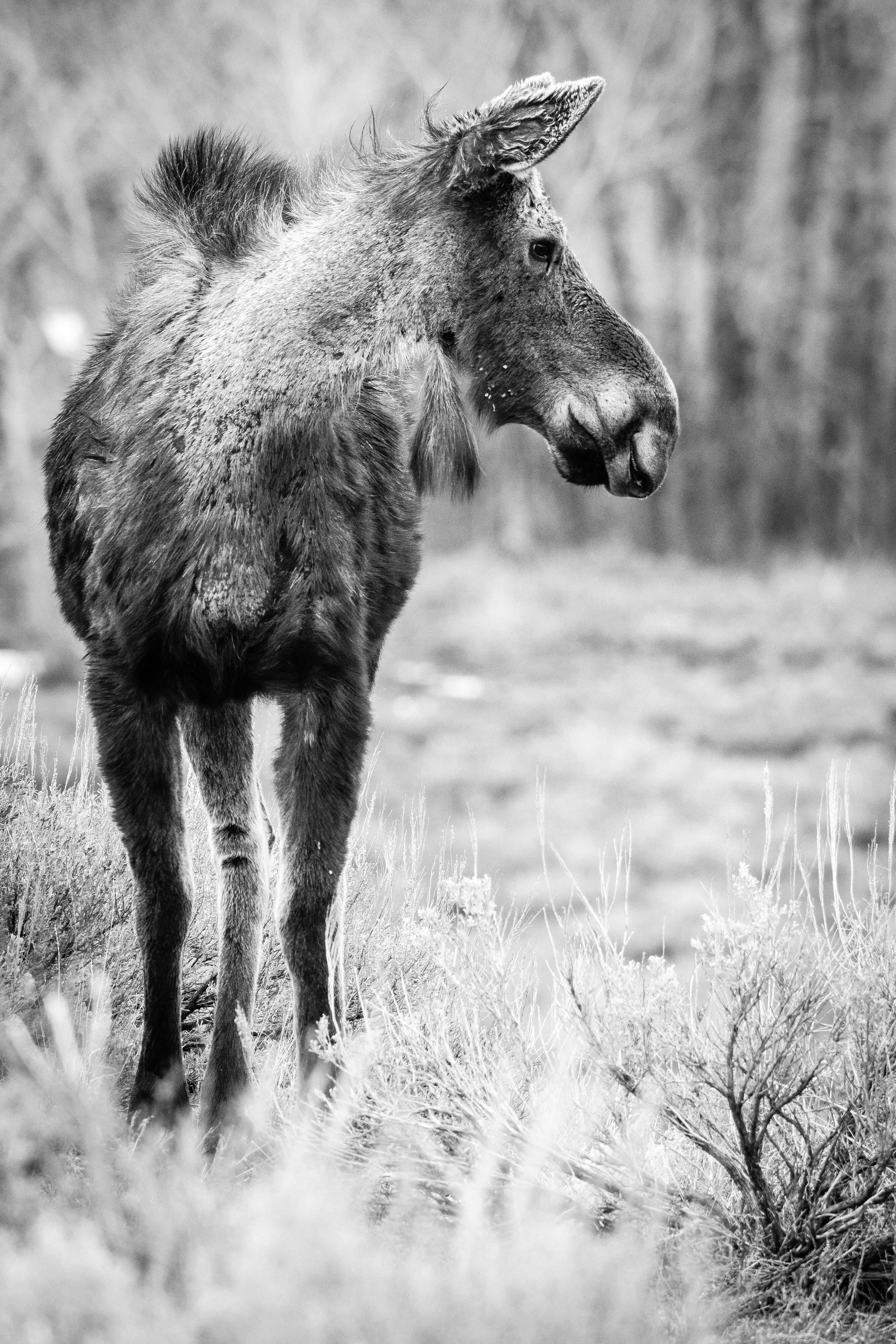 A cow moose, standing on sagebrush, looking towards her left. Her neck is showing signs of shedding her winter furs.