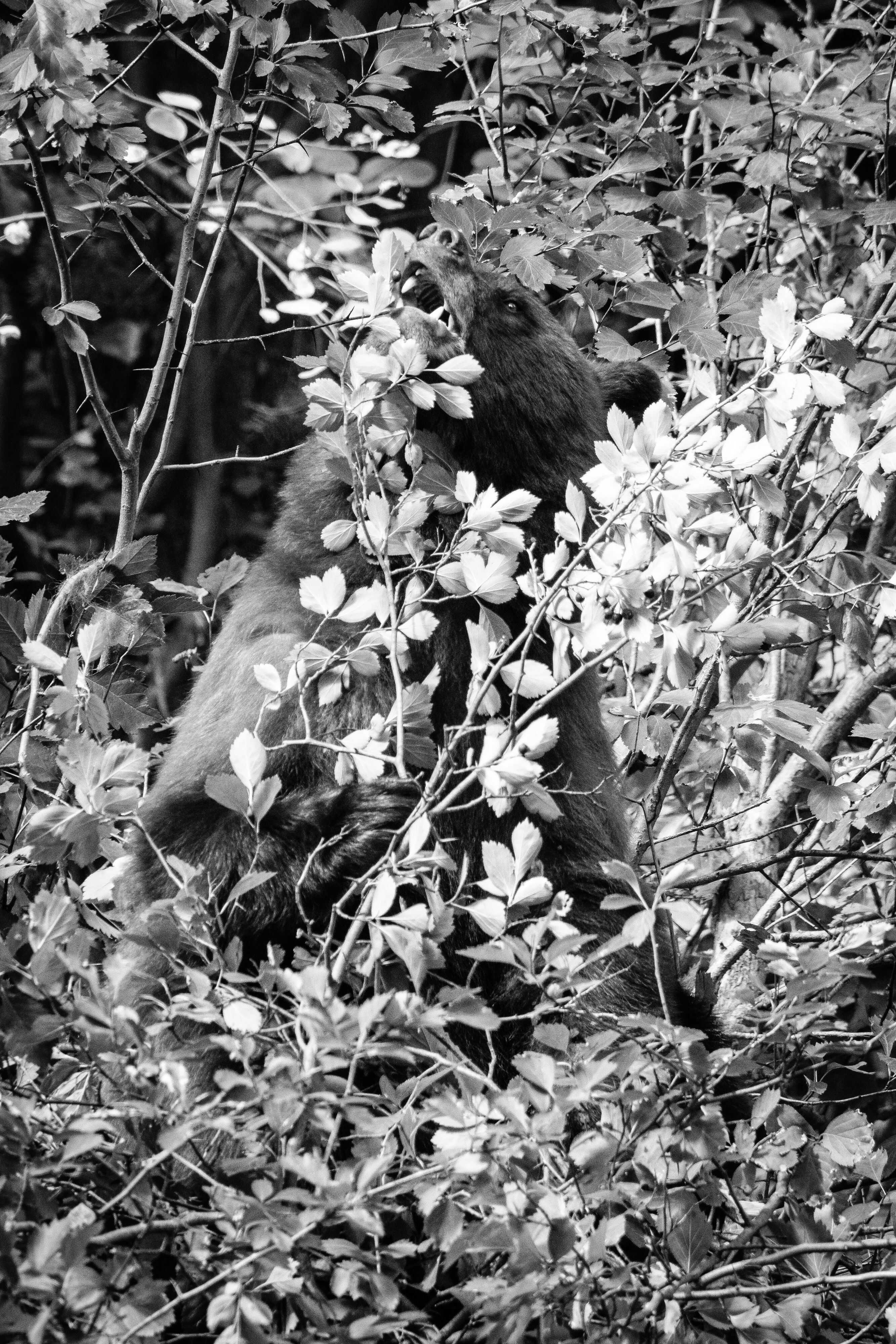 A cinnamon black bear, about to chomp on a hawthorn berry.
