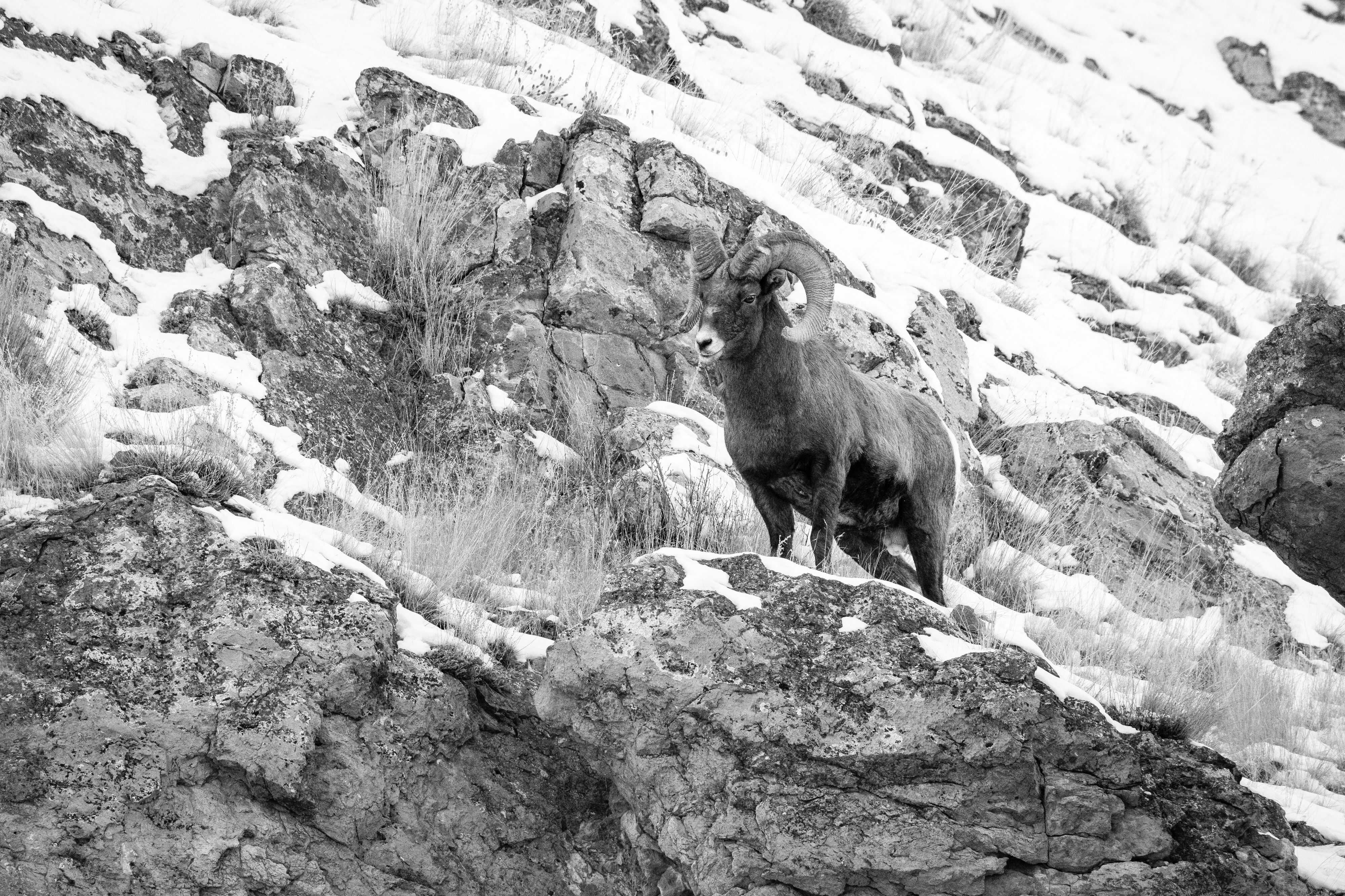 A bighorn sheep ram standing on a rock outcropping at the National Elk Refuge.