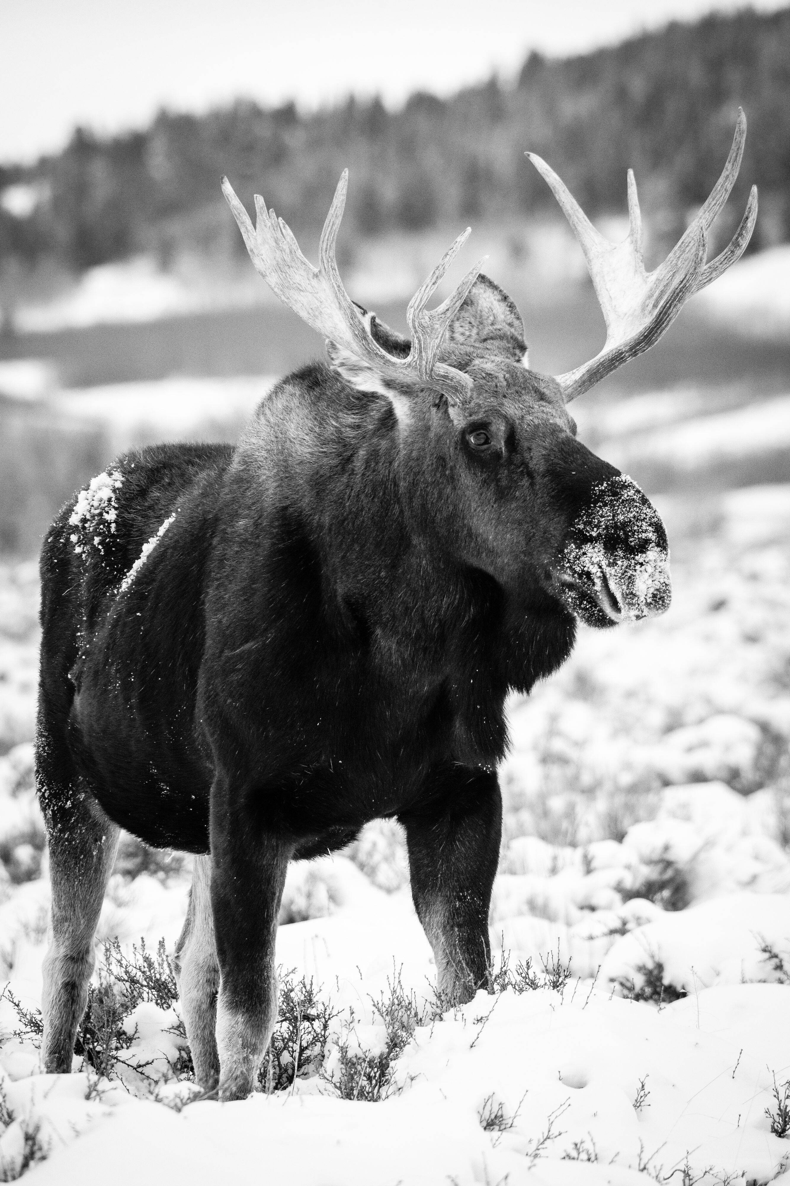 A bull moose standing in snow-covered sage brush on Antelope Flats.