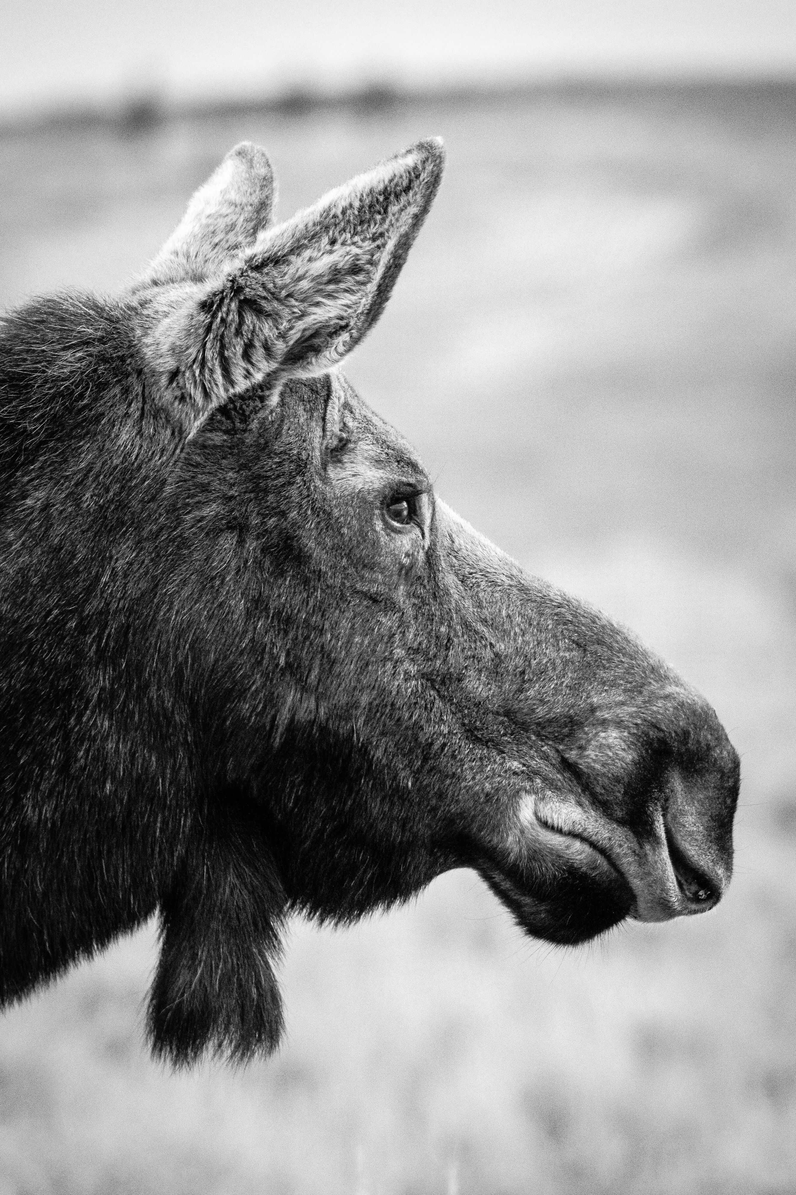 A profile portrait of a moose cow.