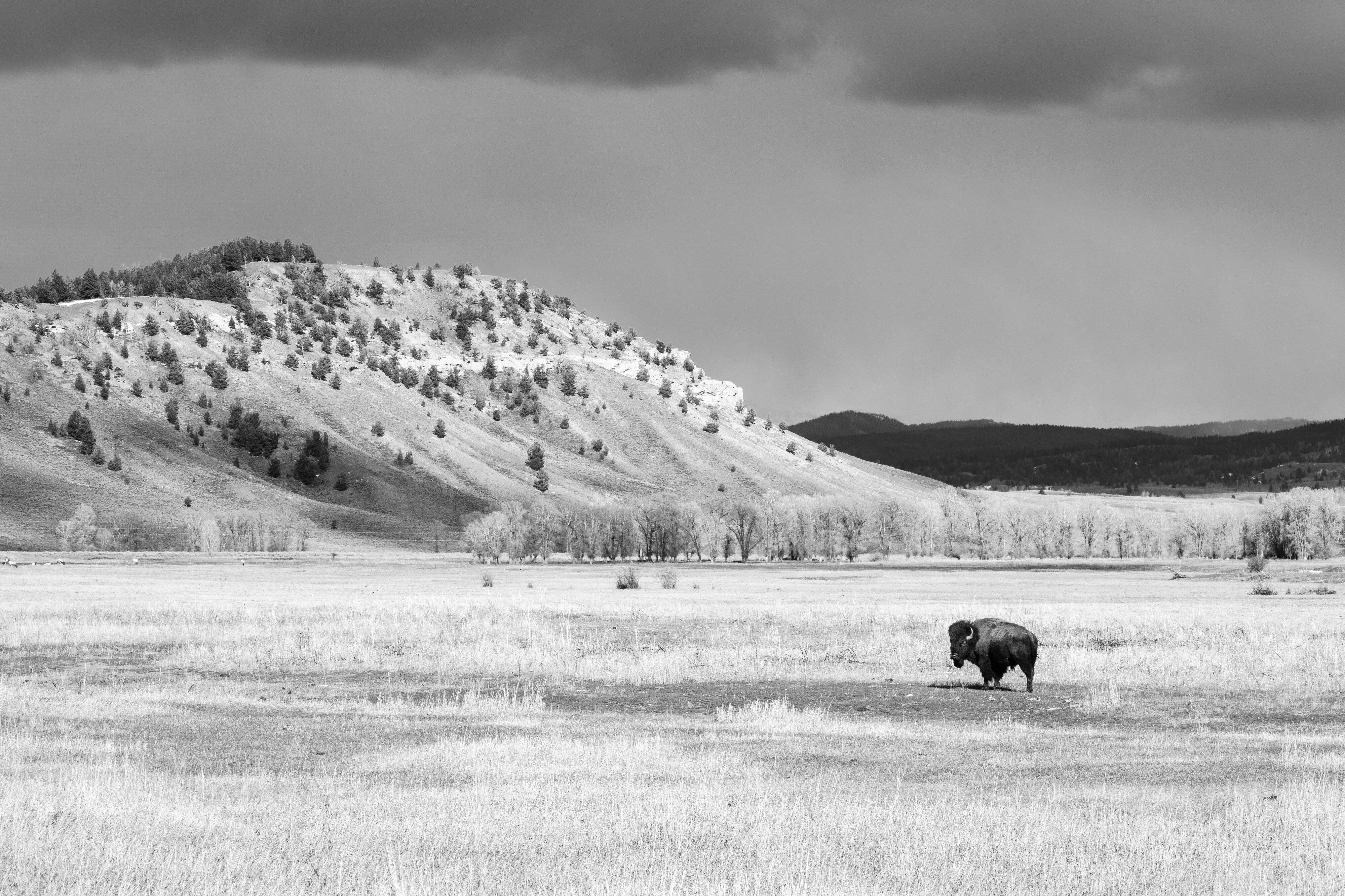 A bison standing at the Elk Ranch Flats, with a line of trees and a butte in the distance, beneath dark storm clouds.