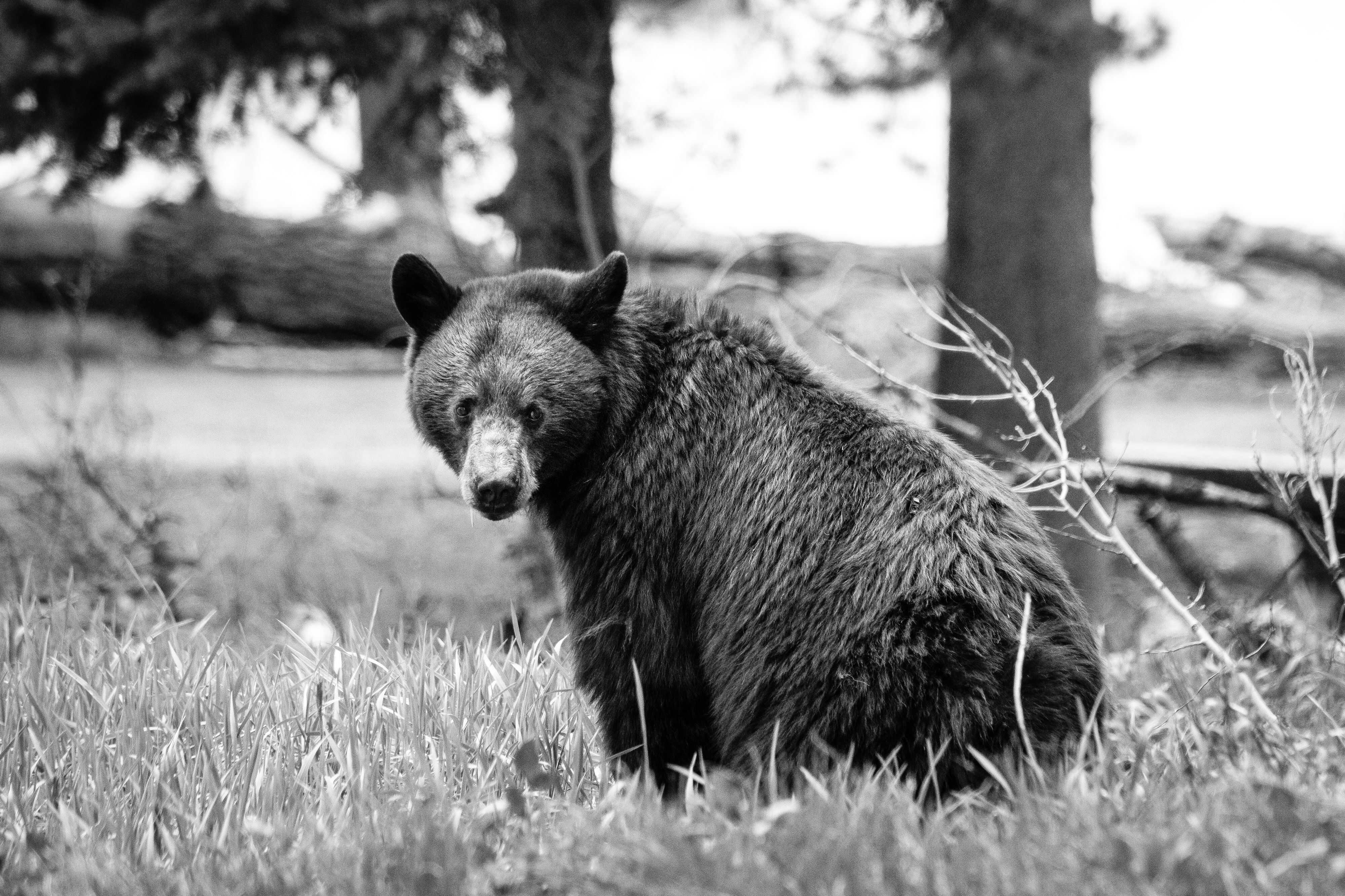 A black bear sitting on a grassy knoll, a single blade of grass hanging out of its mouth.