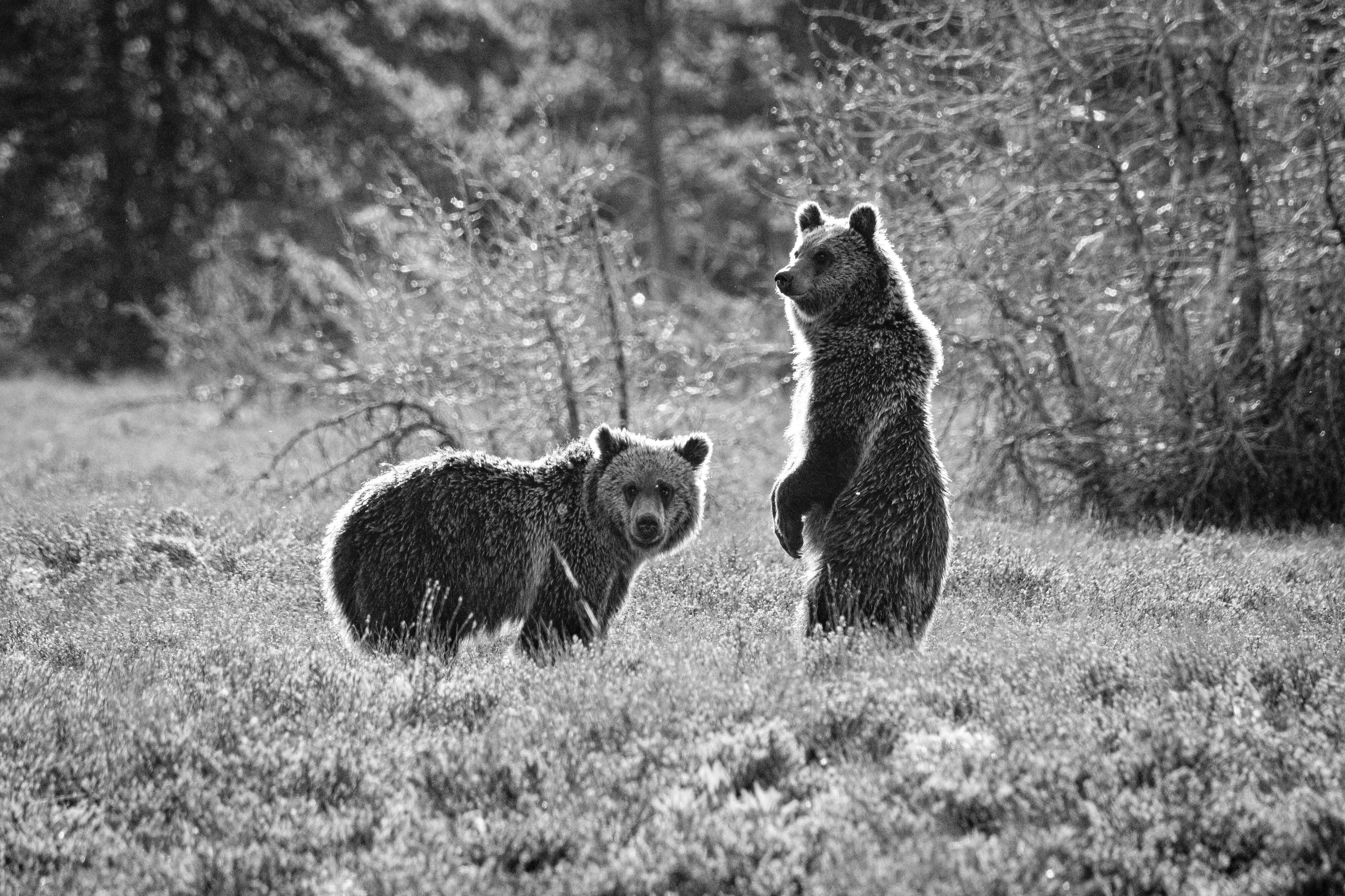 Two juvenile grizzly bears at Grand Teton National Park. The one on the left is looking to its right, and the one on the right is standing on two legs.