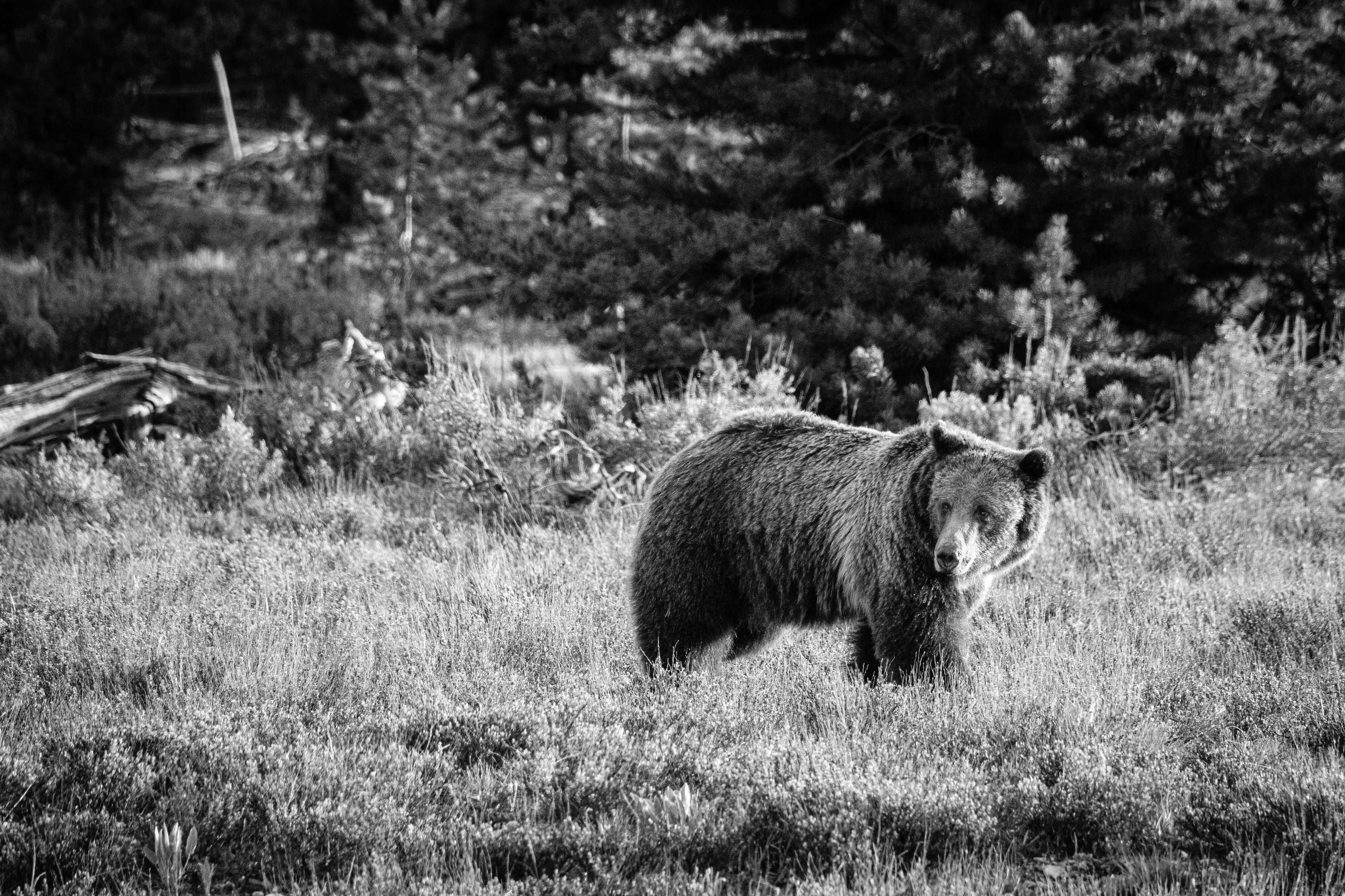A grizzly sow walking in the brush near Pilgrim Creek, and looking off to one side.