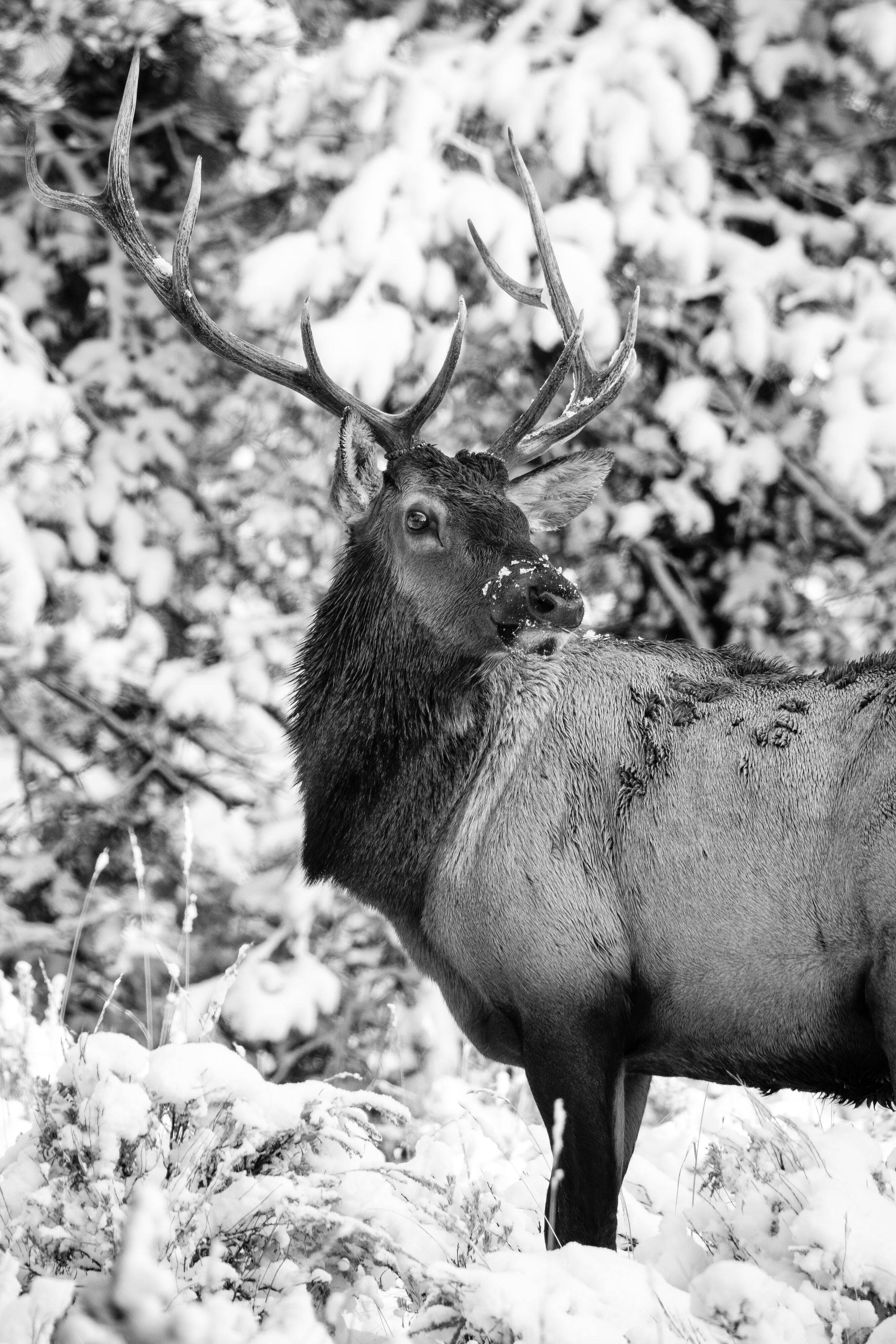 A bull elk standing among snow covered sage brush, its head turned and looking directly towards the camera.