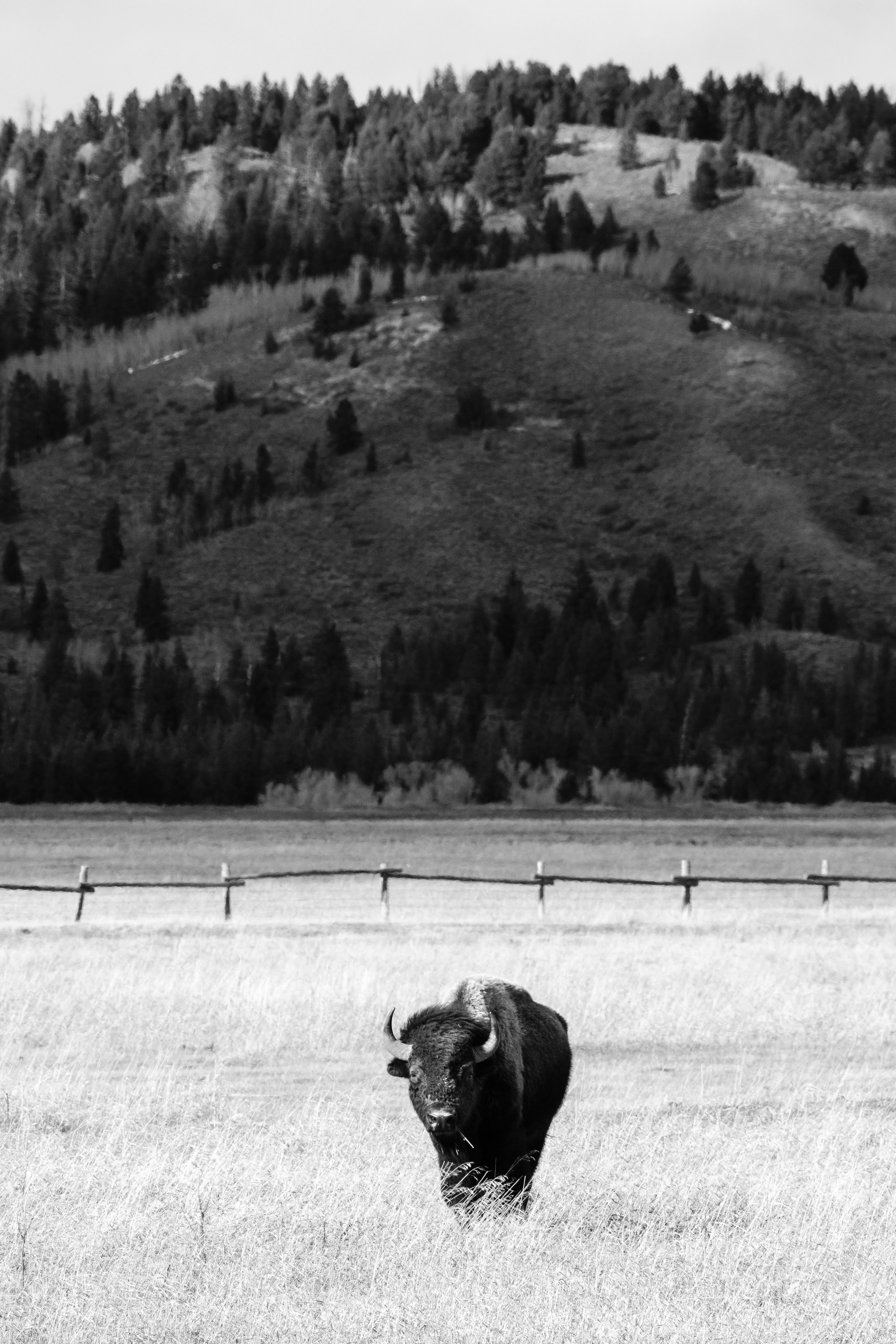 A bison eating some grass at Elk Ranch Flats. A wooden fence can be seen behind him, and in the distance, a tree-covered hill.