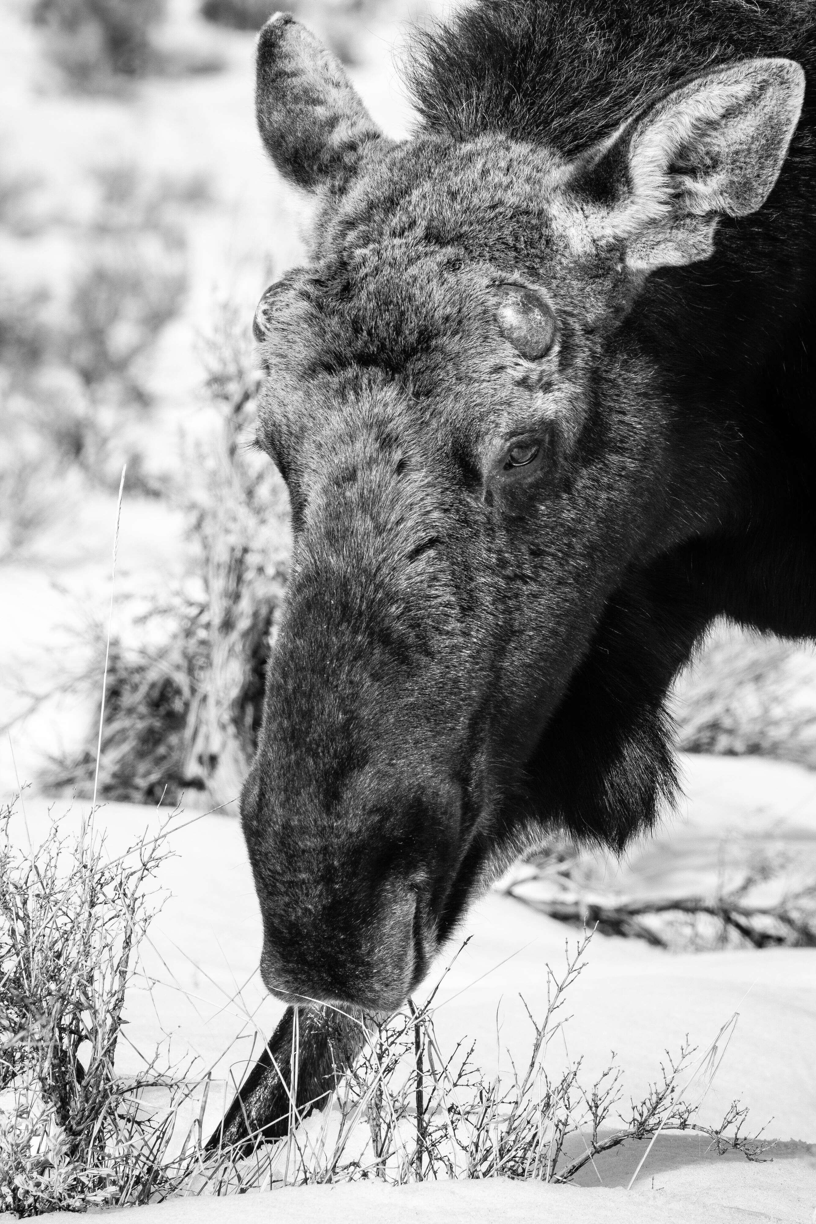 A close-up portrait of a bull moose browsing amongst the sage brush.