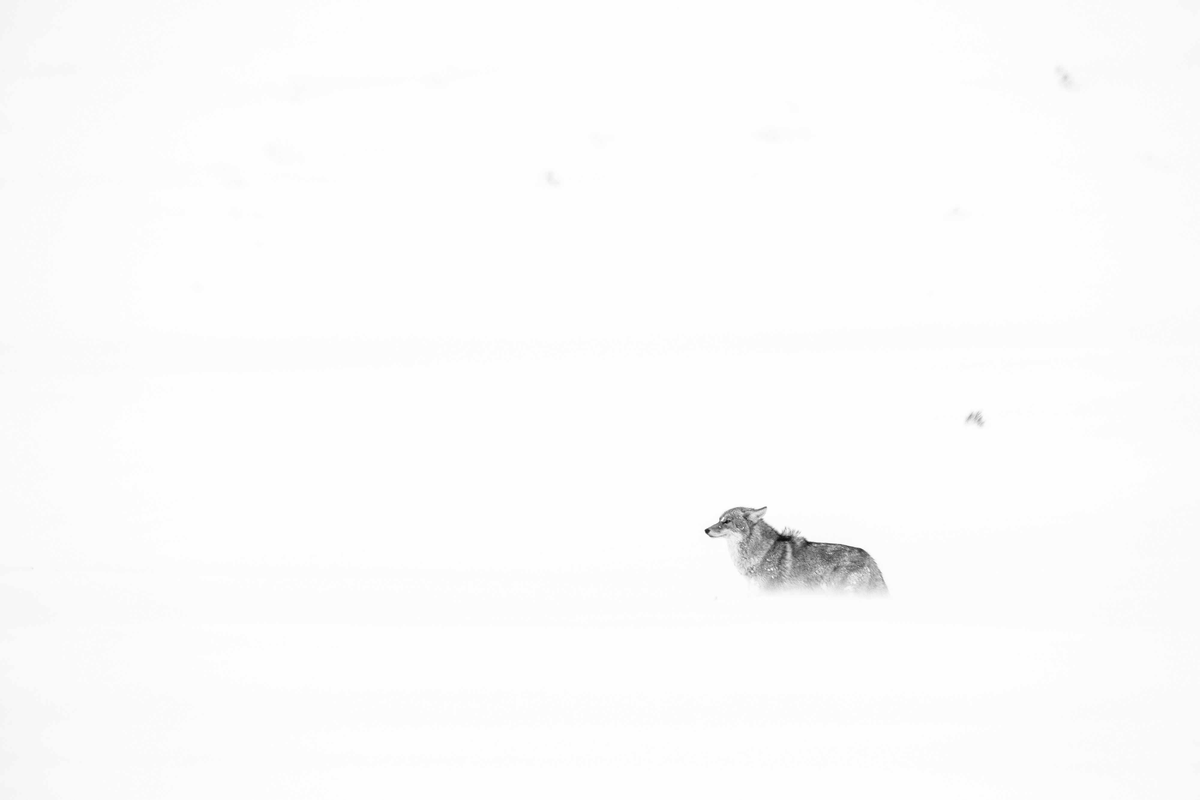 A coyote facing the blowing snow during a snowstorm in Grand Teton National Park.
