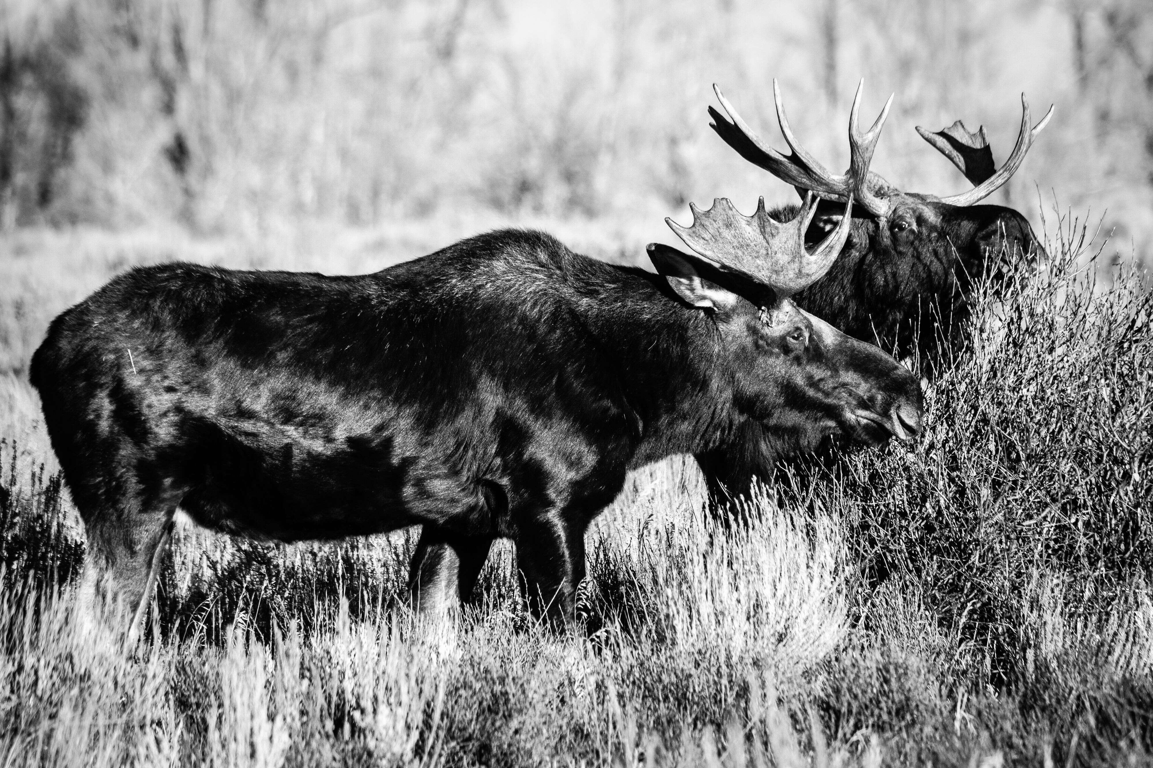 Two bull moose eating from a bush.