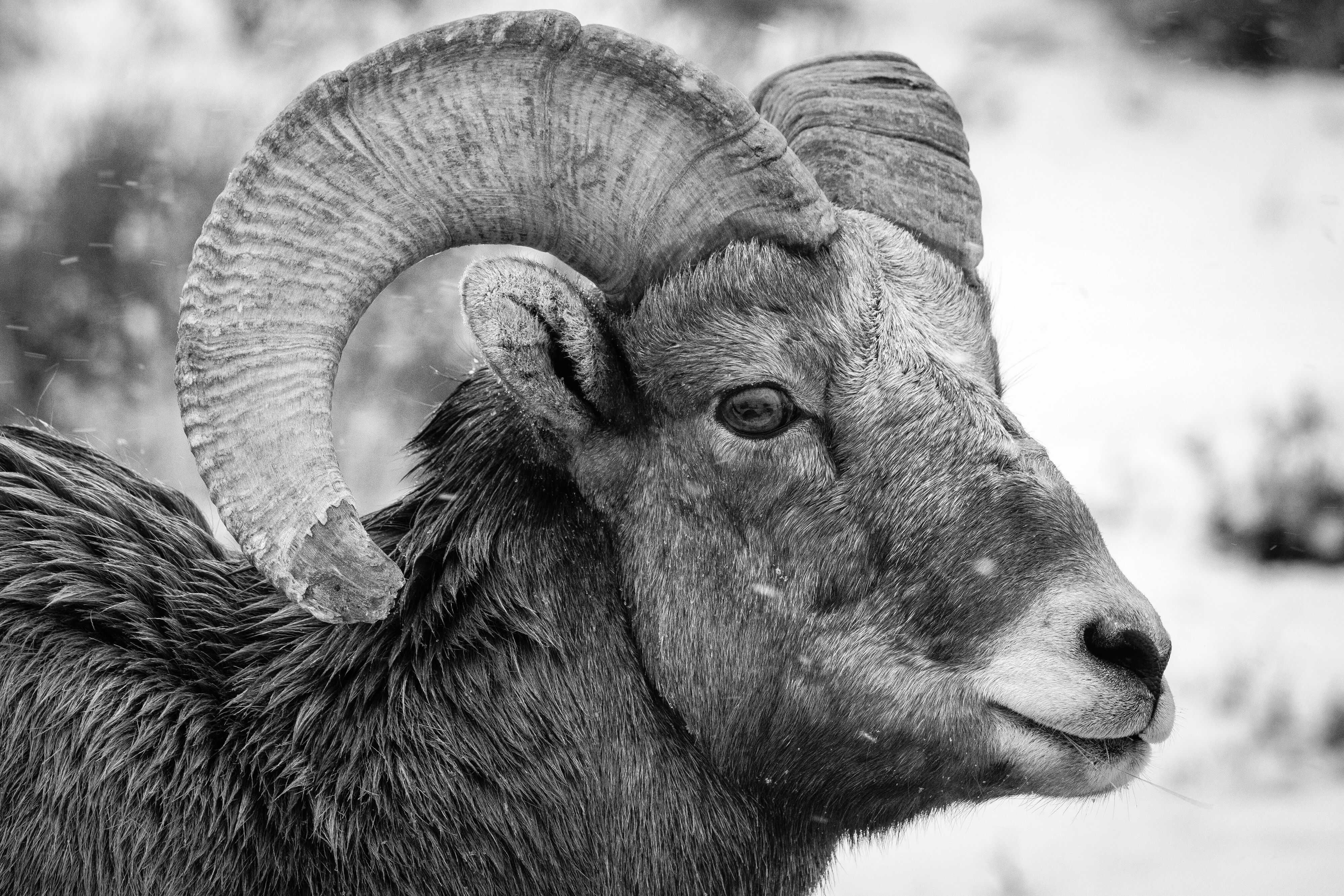 A close-up portrait of a bighorn ram. A few blades of grass are sticking out of his mouth.