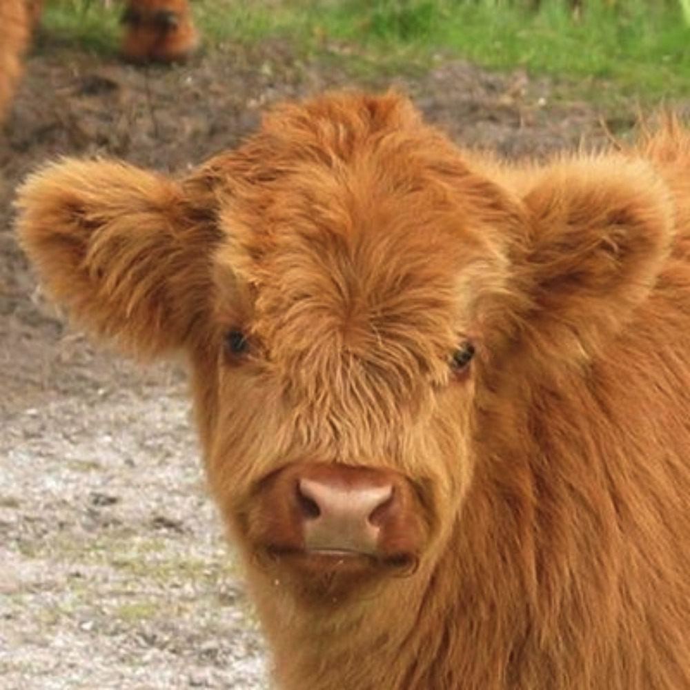 The 🫠 ᴘʀᴇᴛᴛʏ BBC 6Music 🎶 #NowPlaying Bot - Radio 6