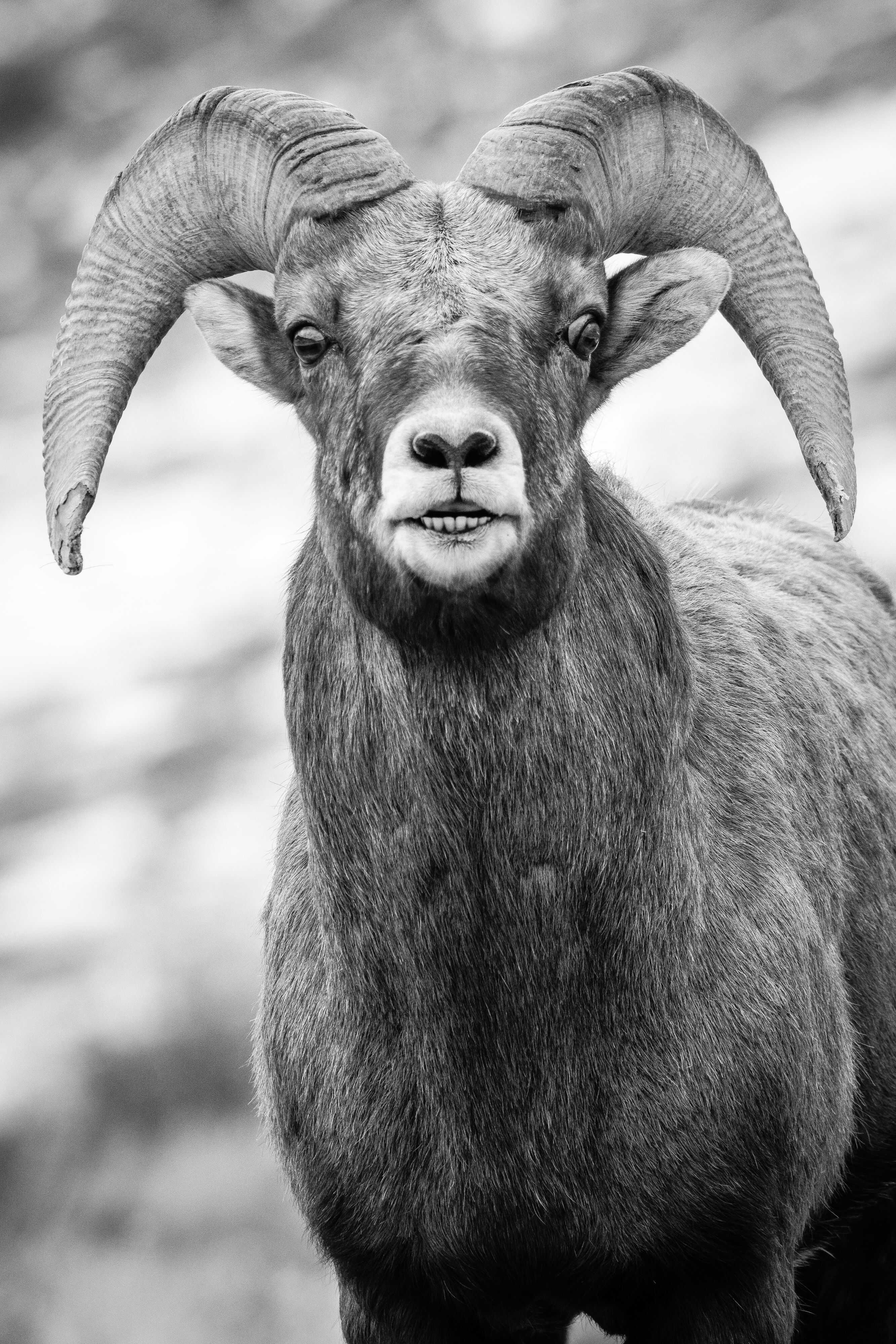 A head-on portrait of a bighorn ram, showing his teeth as it displays the flehmen response.