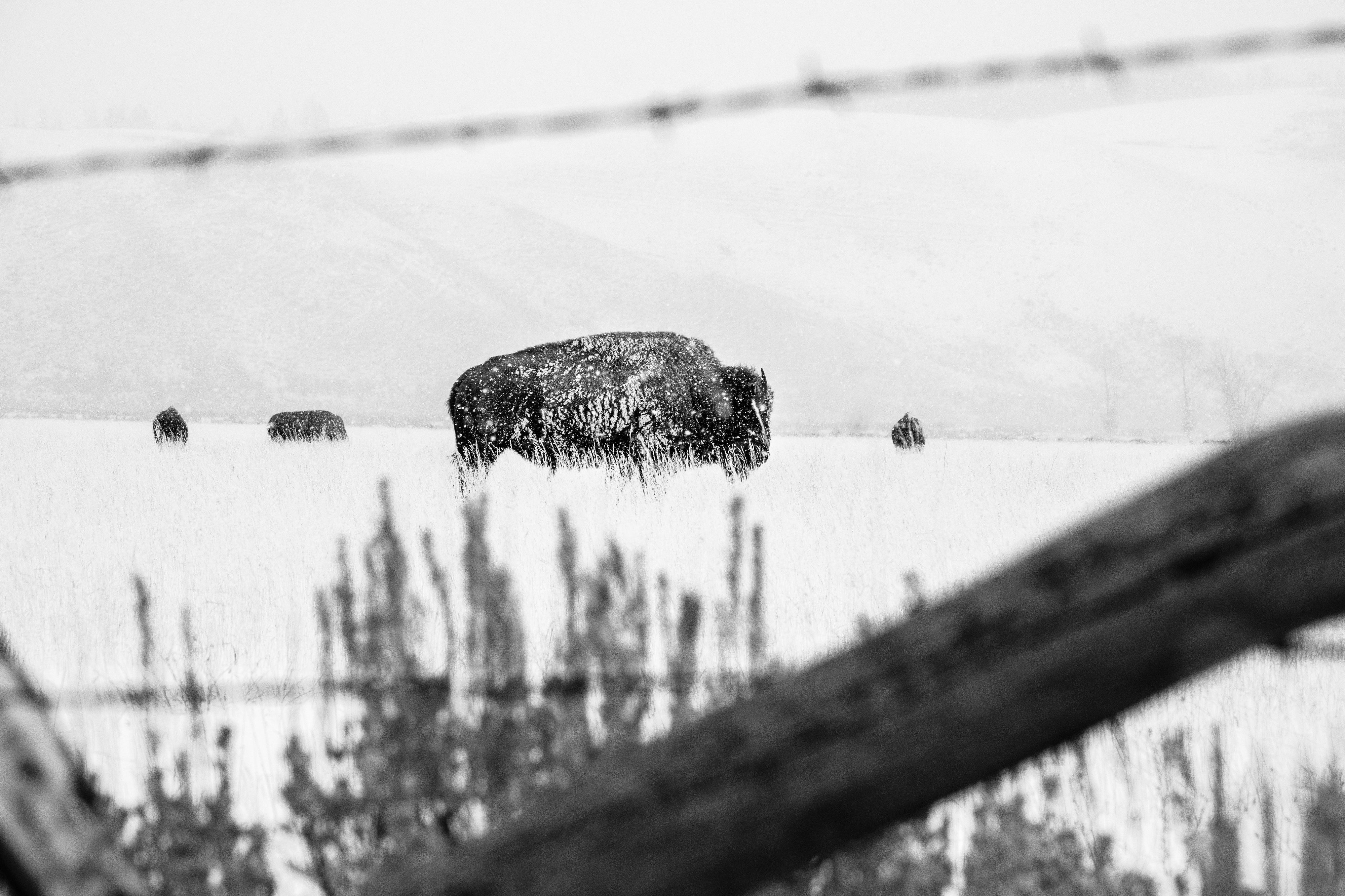 A group of bison in a snowy field near Antelope Flats, seen through a wooden & barbed wire fence.